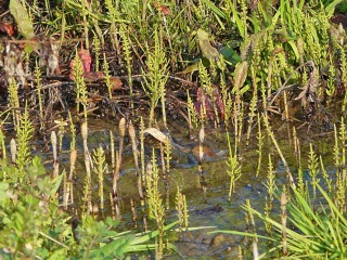 �y�M�i�����j